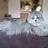 cat, fluffy, lounging, couch, indoor, pet, relaxed, feline, long_hair, sofa, home, animal, domestic, fur, resting, cozy, comfortable, portrait, looking, eyes