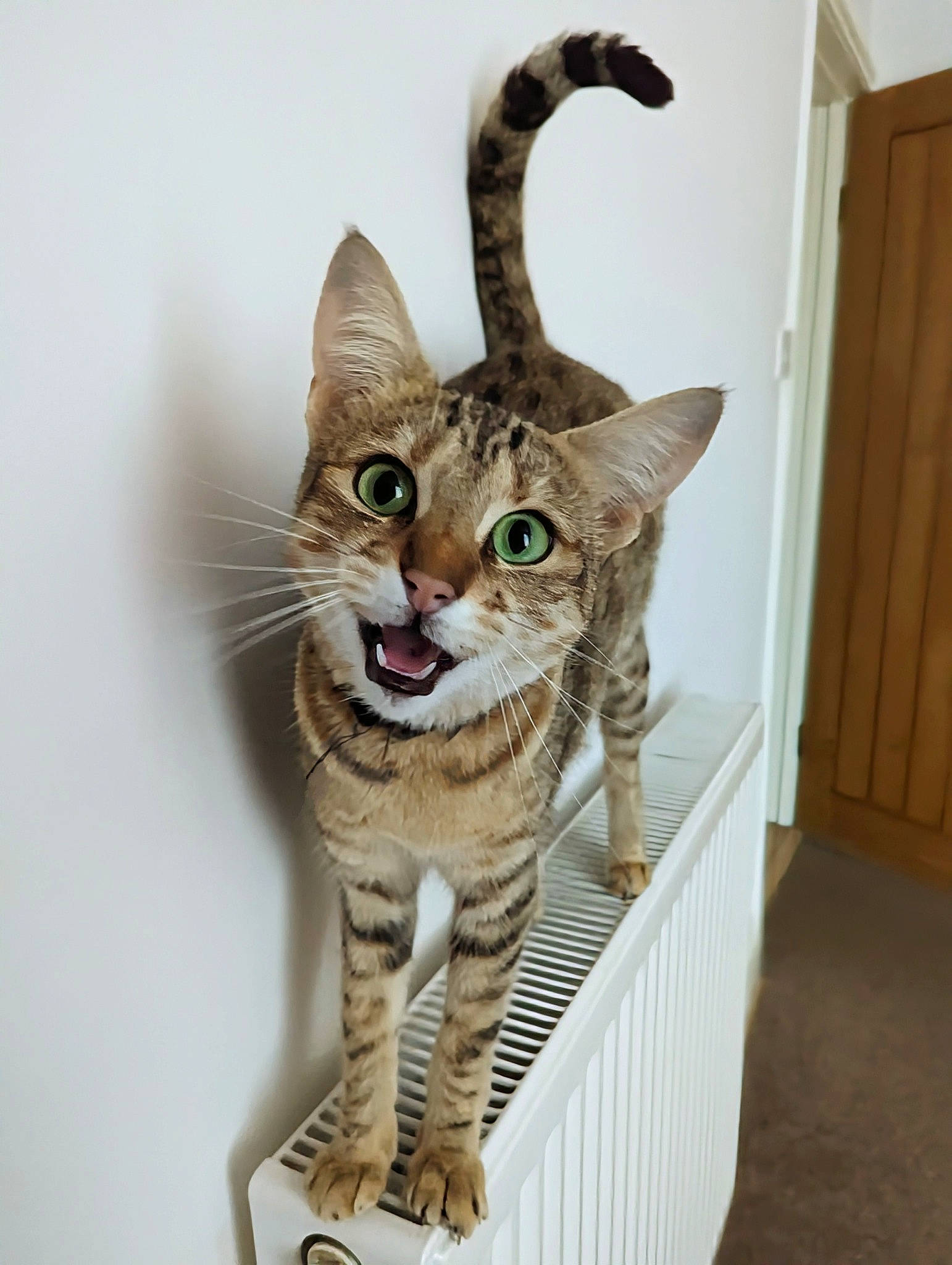 K.c. is registered to the contest to win money with this photo: art, carnivore, cat, collar, domestic_short_haired_cat, door, fawn, felidae, fur, home_door, paw, sitting, small_to_medium_sized_cats, snout, tail, terrestrial_animal, whiskers, wildlife, wood