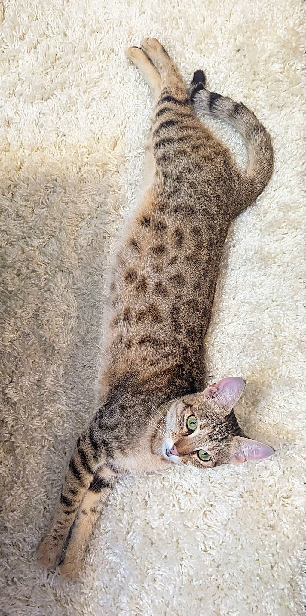 K.c. joined the competition — help win amazing prizes! big_cats, carnivore, cat, claw, comfort, domestic_short_haired_cat, fawn, felidae, fur, pattern, paw, small_to_medium_sized_cats, snout, tail, terrestrial_animal, whiskers, wildlife