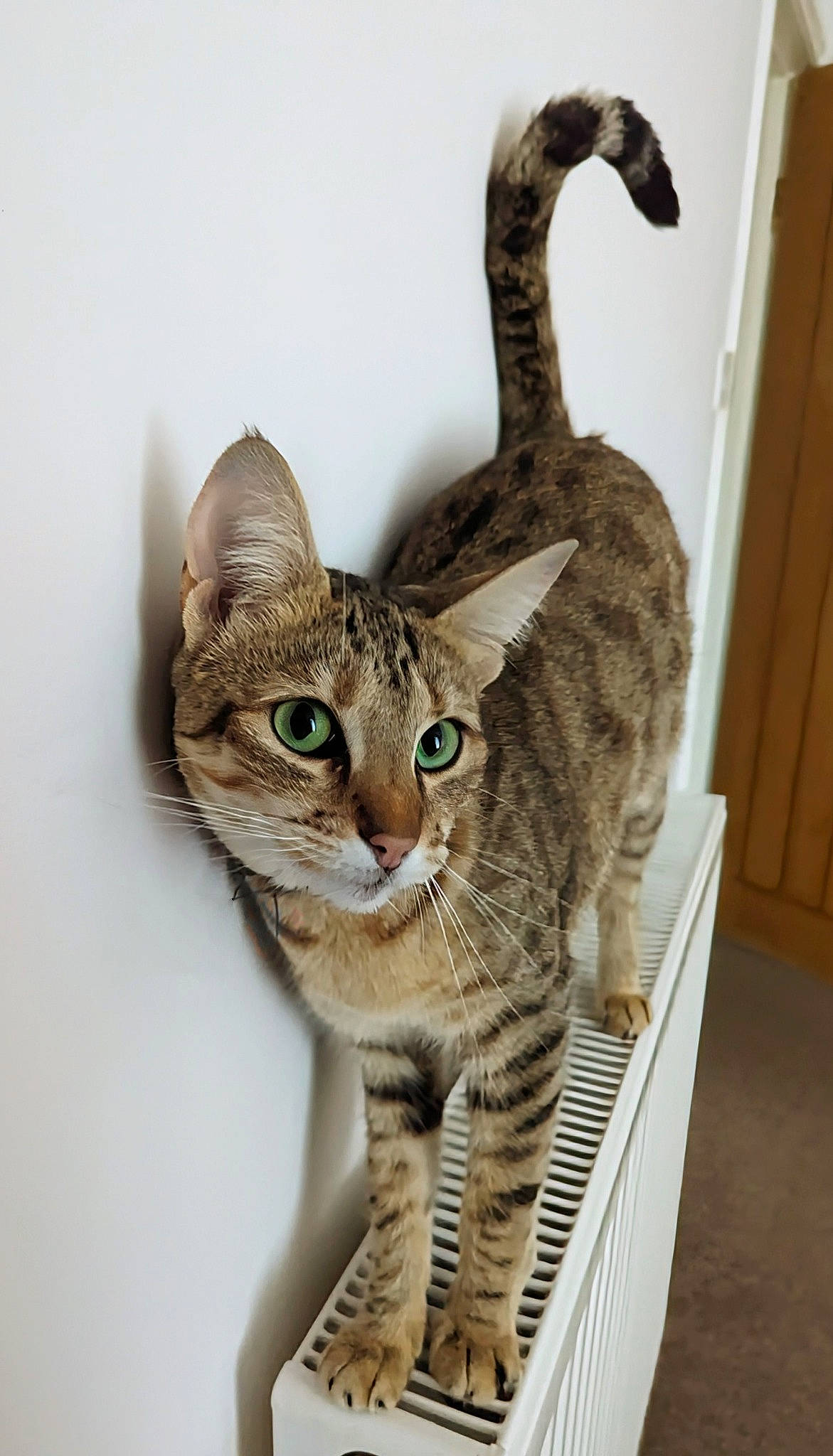 K.c. is registered to the contest to win money with this photo: carnivore, cat, domestic_short_haired_cat, door, felidae, fur, pet_supply, small_to_medium_sized_cats, snout, tail, terrestrial_animal, whiskers, wildlife