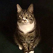 Rocky is registered to the contest to win money with this photo: cat, tabby, white_paws, white_chest, sitting, looking, wide_eyes, indoor, dark_background, pet, feline, striped_fur, curious, animal, domestic_cat, whiskers, ears_up, front_view, alert, cute