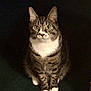 cat, tabby, white_paws, white_chest, sitting, looking, wide_eyes, indoor, dark_background, pet, feline, striped_fur, curious, animal, domestic_cat, whiskers, ears_up, front_view, alert, cute