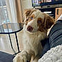 Roocky participe au concours pour gagner de l'argent avec cette photo : australian_shepherd, blue_eyes, canine, companion, couch, cozy, curious, dog, domestic_animal, fluffy, fur, furniture, glass_table, home, indoor, living_room, paw, pet, relaxed, television