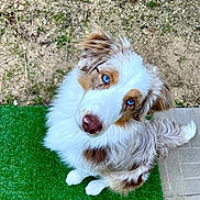 Roocky a rejoint le concours — aidez-le/la à gagner de superbes lots ! adorable, animal, australian_shepherd, blue_eyes, brown_and_white, canine, curious, dirt, dog, fluffy, fur, grass, looking_up, nature, outdoor, pet, portrait, puppy, sitting, young_dog