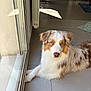 Roocky a rejoint le concours — aidez-le/la à gagner de superbes lots ! australian_shepherd, blue_eyes, brown_and_white, calm, canine, chair, dog, domestic_animal, fur, glass_door, home, indoor, long_hair, pet, quiet, radiator, relaxed, resting, sunlight, tile_floor