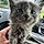 Baby Cat