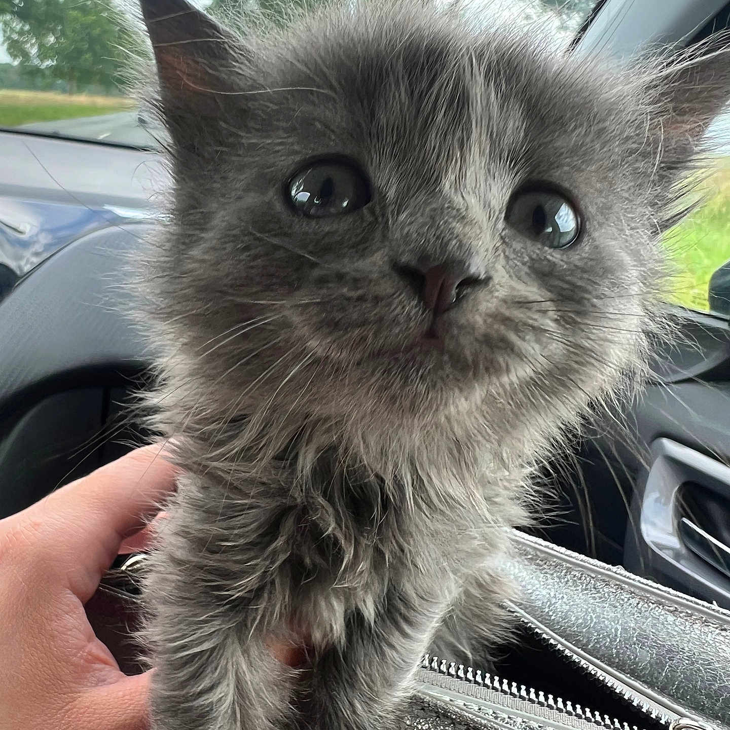 Baby Cat