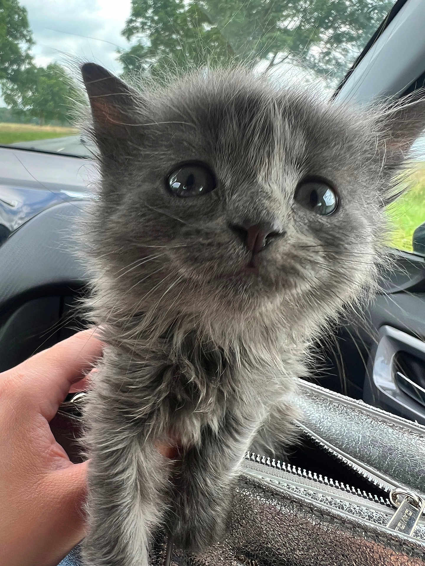 Baby Cat
