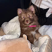 Nala a rejoint le concours — aidez-le/la à gagner de superbes lots ! puppy, dog, brown_fur, pink_collar, blanket, cushion, indoor, cozy, cute, pet, fur, animal, comfort, snuggle, soft, young_dog, person_partial, warm, resting, companion