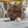 animal, bone, brown_dog, canine, chewing, closeup, curious, daylight, dog, ears, fluffy_dog, focused, fur, home, outdoor, paws, pet, porch, resting, wooden_deck