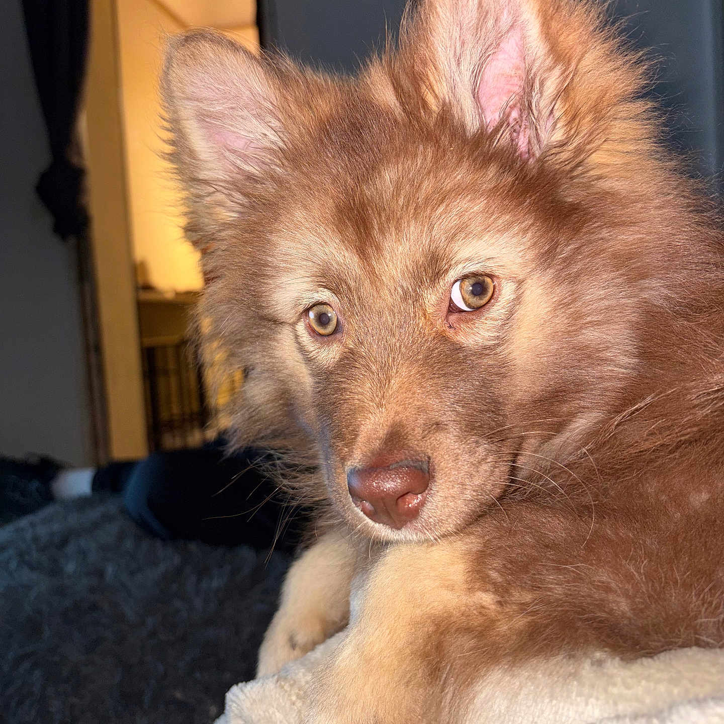 Nala participe au concours pour gagner de l'argent avec cette photo : dog, puppy, fluffy, brown_fur, indoor, blanket, soft_texture, curious_look, pet, animal, closeup, face, ears, nose, paw, cozy, warm_light, home, resting, cute