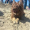 Nala a rejoint le concours — aidez-le/la à gagner de superbes lots ! animal, beach, blue_sky, canine, crowd, daylight, dog, fun, fur, leash, nature, outdoor, people, pet, playing, relaxing, sand, stick, summer, sunny