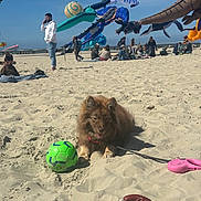 Nala participe au concours pour gagner de l'argent avec cette photo : animal, ball, beach, casual, colorful, crowd, daytime, dog, fun, kite, leash, outdoor, people, pet, playful, relaxing, sand, sky, sunny, vacation