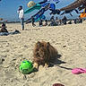 animal, ball, beach, casual, colorful, crowd, daytime, dog, fun, kite, leash, outdoor, people, pet, playful, relaxing, sand, sky, sunny, vacation