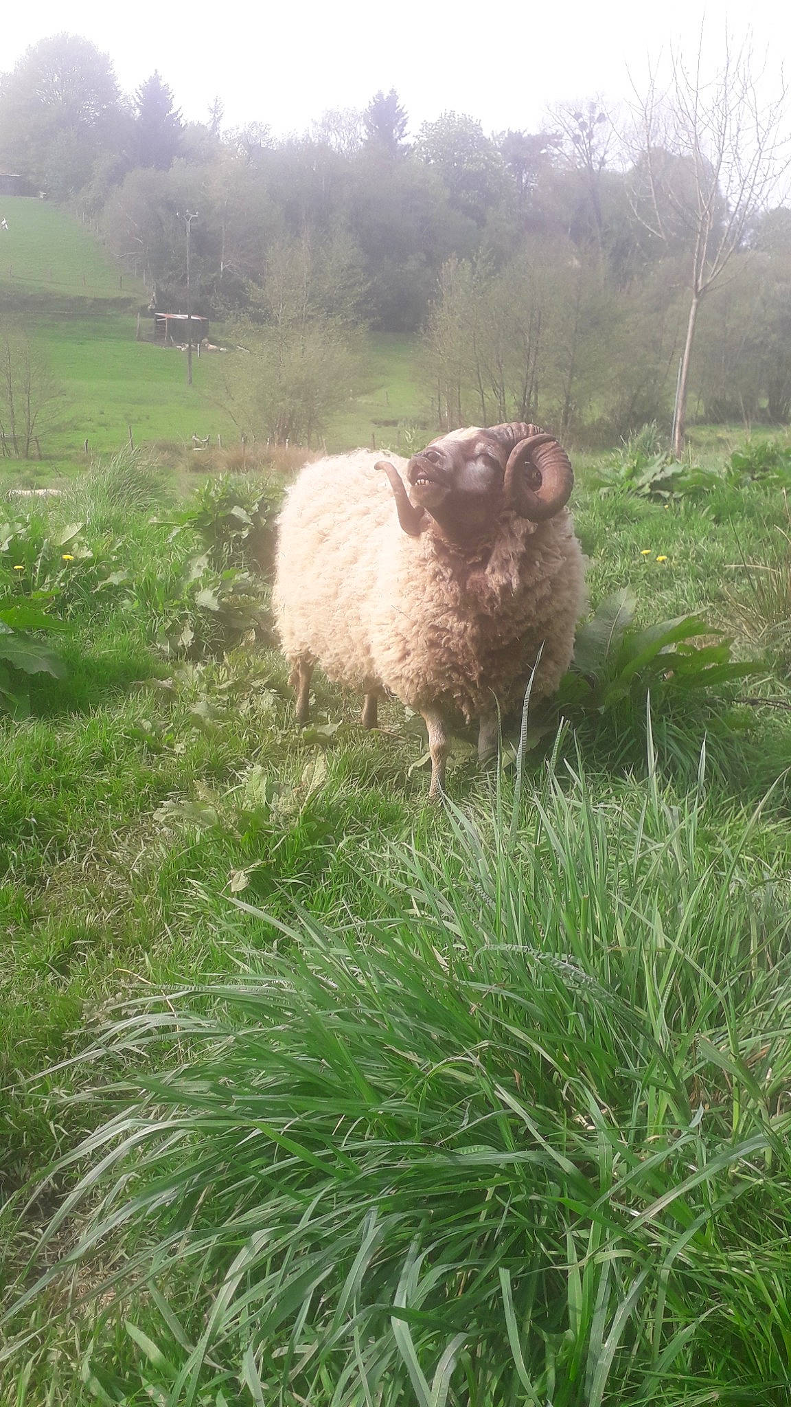 Asterix participe au concours pour gagner de l'argent avec cette photo : fawn, fodder, grass, grass_family, grassland, grazing, livestock, meadow, pasture, sheep