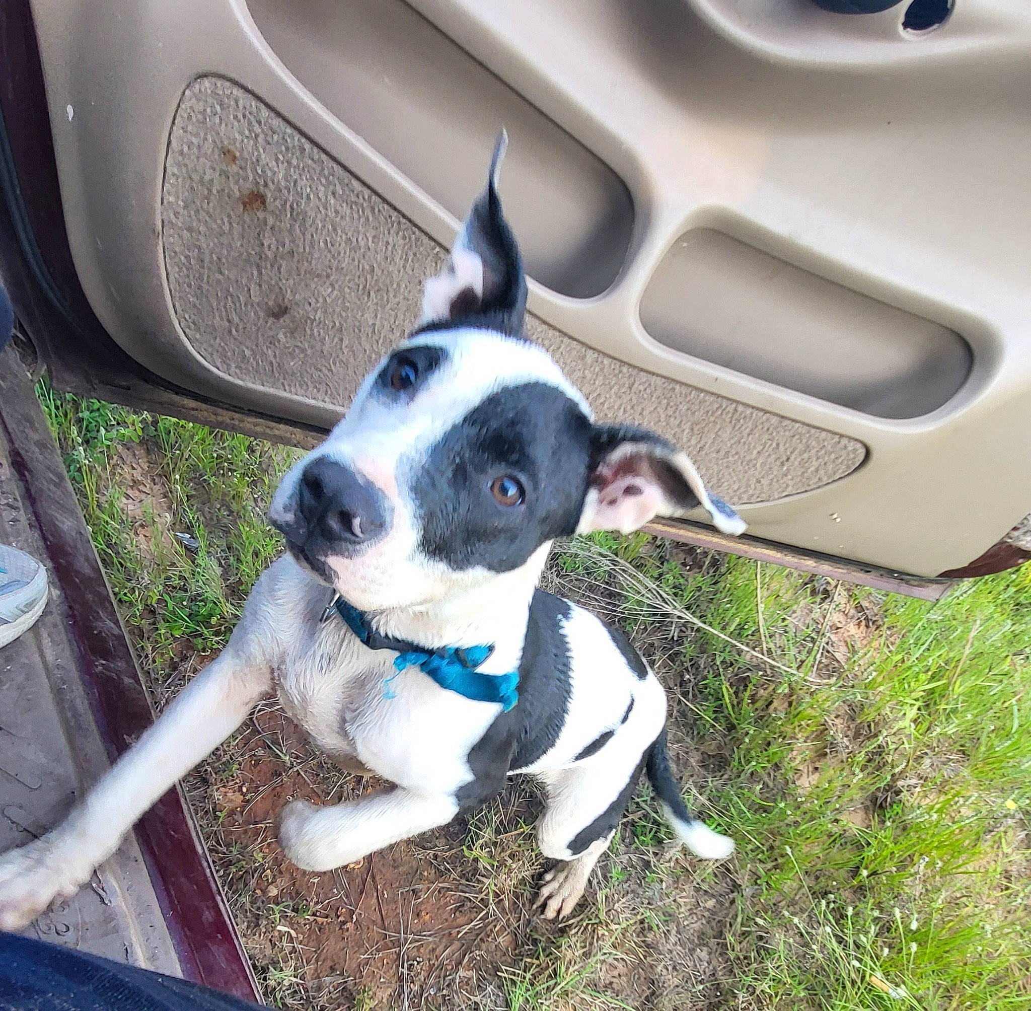 Kibbles joined the competition — help win amazing prizes! auto_part, automotive_exterior, automotive_lighting, automotive_tire, car, carnivore, collar, companion_dog, dog, dog_breed, dog_collar, electric_blue, fawn, fender, hood, light, motor_vehicle, snout, vehicle, vehicle_door