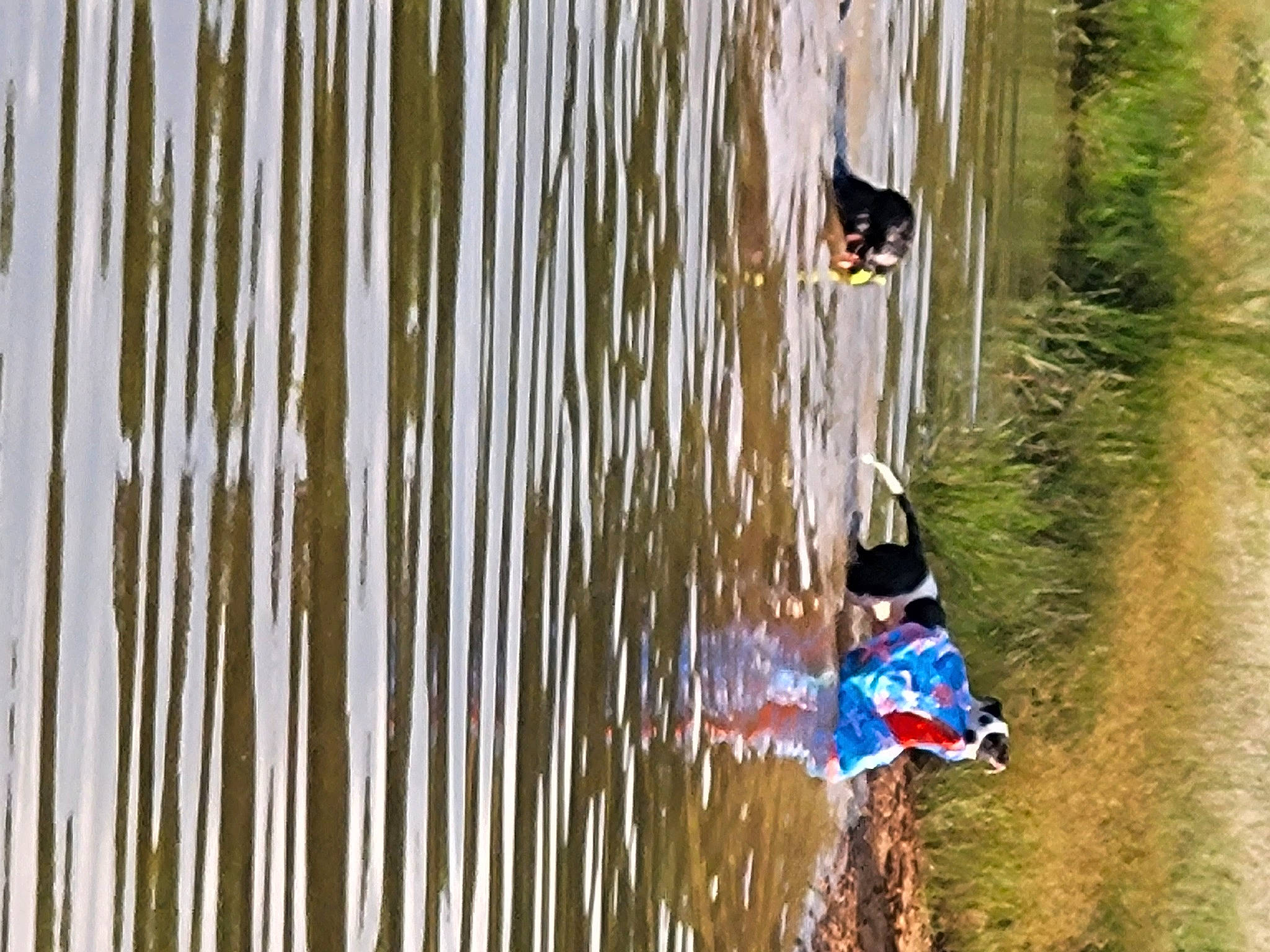 Kibbles is registered to the contest to win money with this photo: adventure, body_of_water, fish, fun, grass, lake, landscape, leisure, plant, recreation, reflection, tree, trunk, water, watercraft, wetland, wildlife, wood