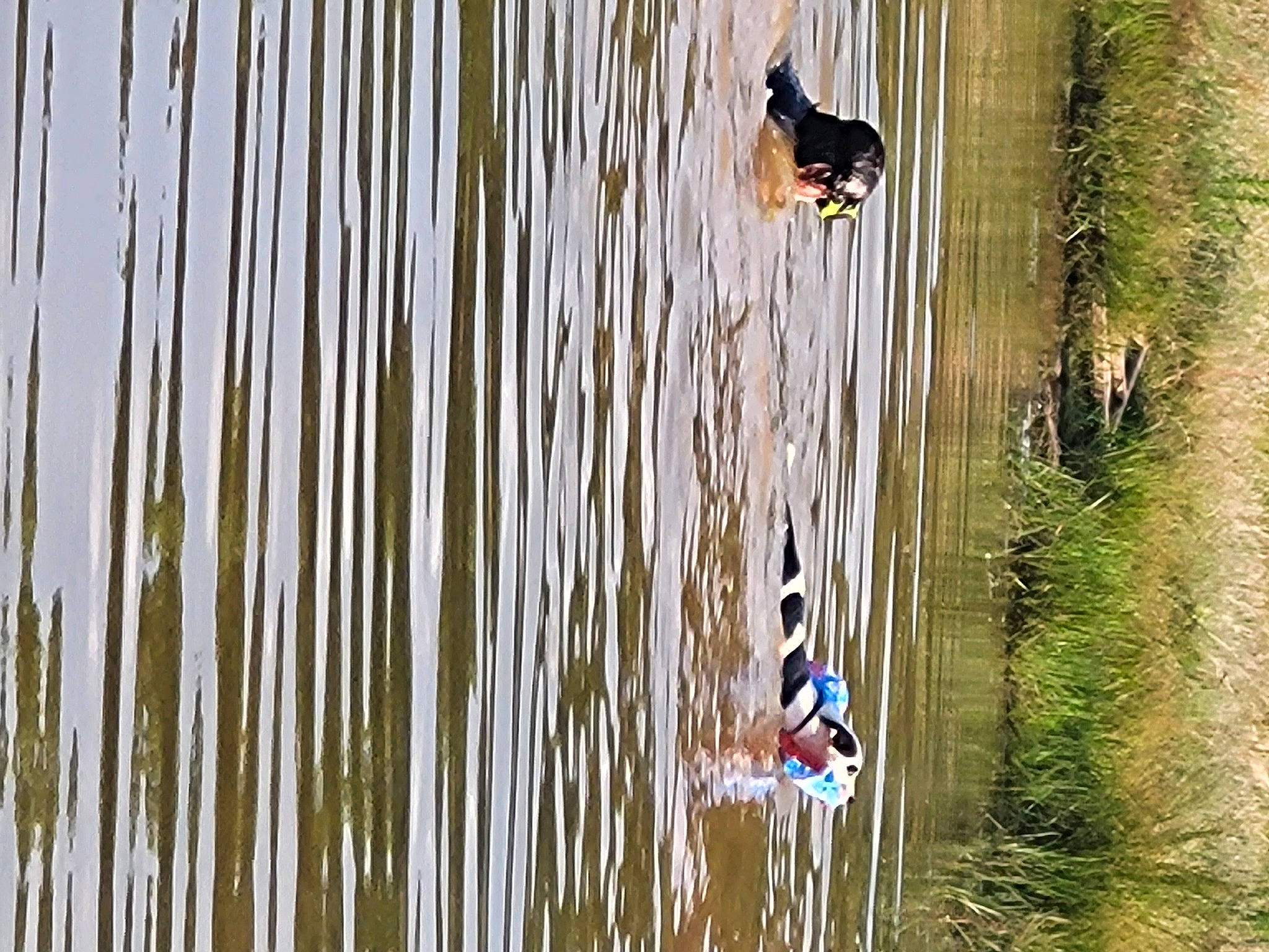 Kibbles is registered to the contest to win money with this photo: art, beak, electric_blue, feather, grass, grass_family, mammal, plant, recreation, reflection, shadow, tail, tree, trunk, twig, water, wetland, wildlife, wing, wood