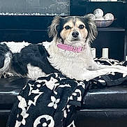 Pepper joined the competition — help win amazing prizes! animal, black_and_white, blanket, canine, collar, couch, decor, dog, ears, eyes, fur, furniture, indoor, lying_down, nose, pet, pink_collar, relaxed, resting, shelf