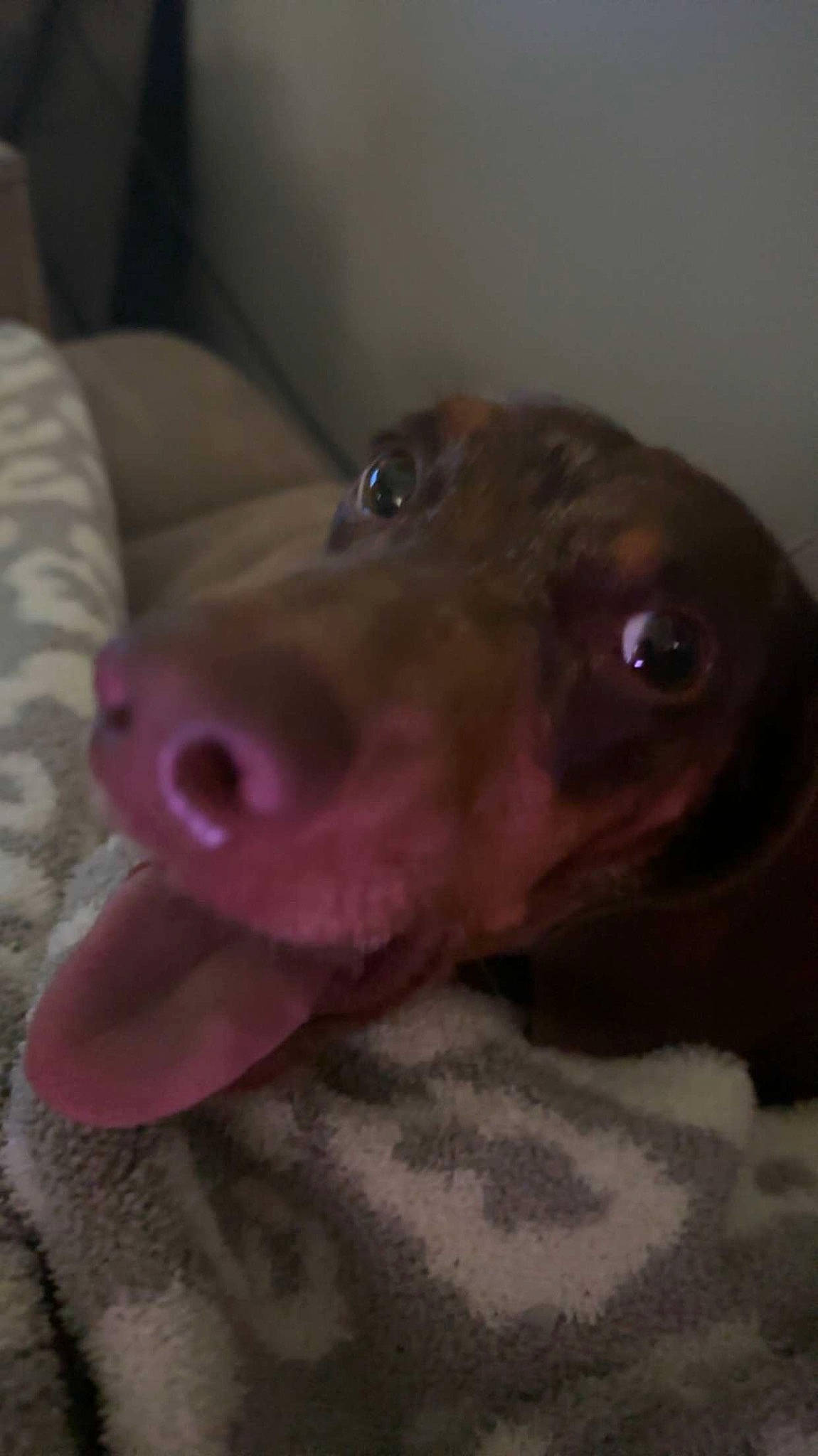 Fatboy joined the competition — help win amazing prizes! canidae, carnivore, comfort, companion_dog, dog, dog_breed, ear, fawn, fur, hunting_dog, jaw, liver, pet_supply, snout, sporting_group, whiskers, working_animal