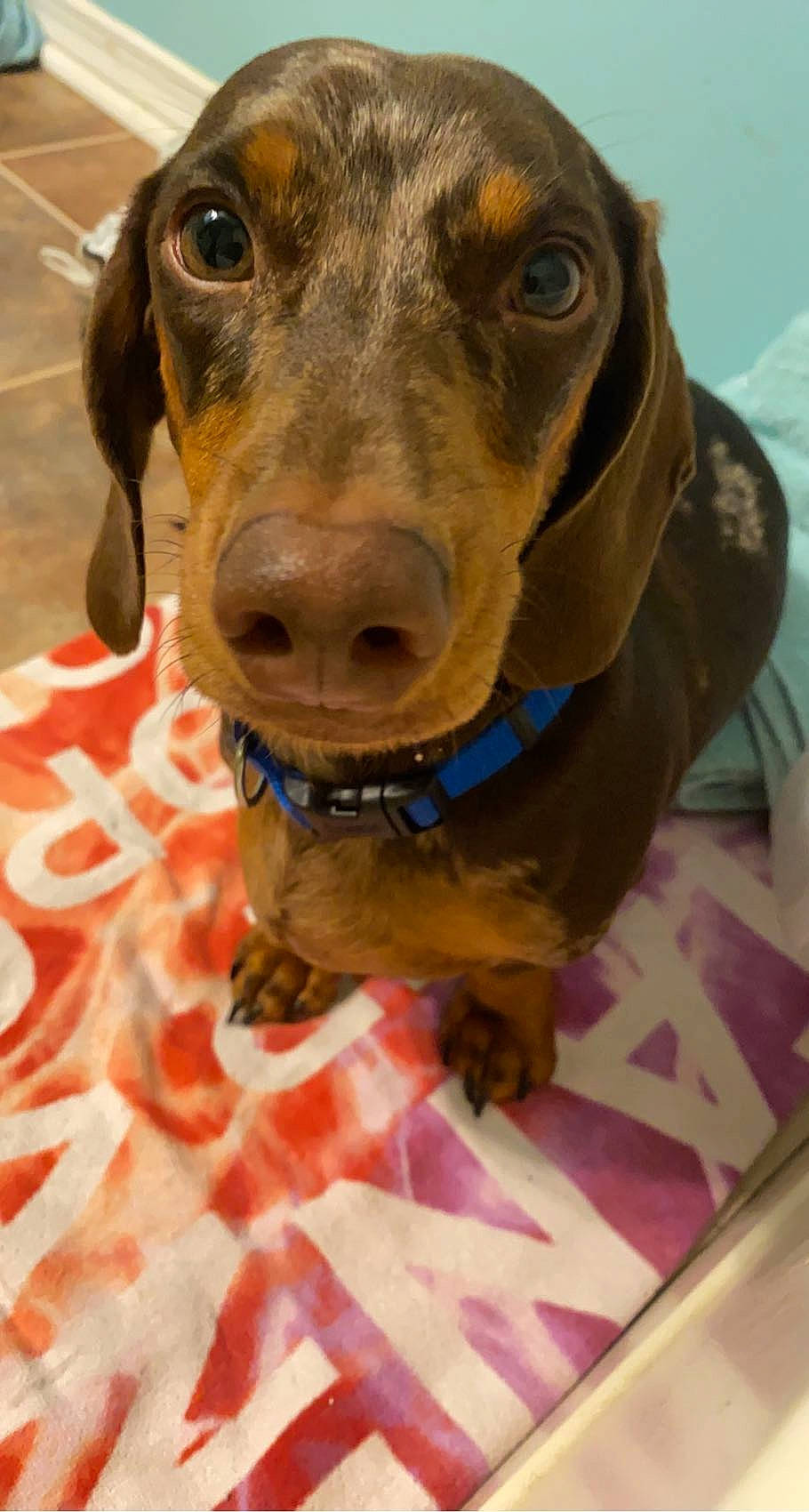 Fatboy joined the competition — help win amazing prizes! canidae, carnivore, collar, companion_dog, dog, dog_breed, dog_collar, electric_blue, fawn, fur, gun_dog, hat, hunting_dog, liver, pet_supply, snout, sporting_group, whiskers, working_animal, working_dog