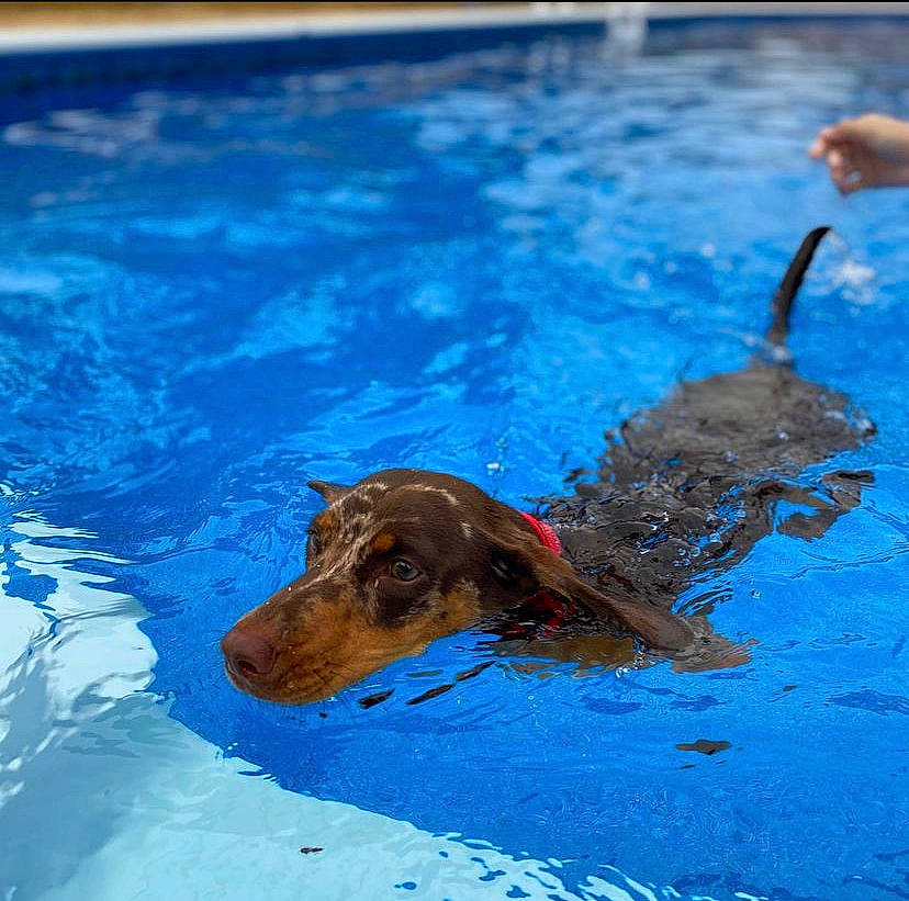 Fatboy joined the competition — help win amazing prizes! ball, bathing, blue, canidae, carnivore, companion_dog, dog, dog_breed, fawn, fluid, fun, leisure, liquid, liver, recreation, snout, sporting_group, swimming_pool, water, working_animal