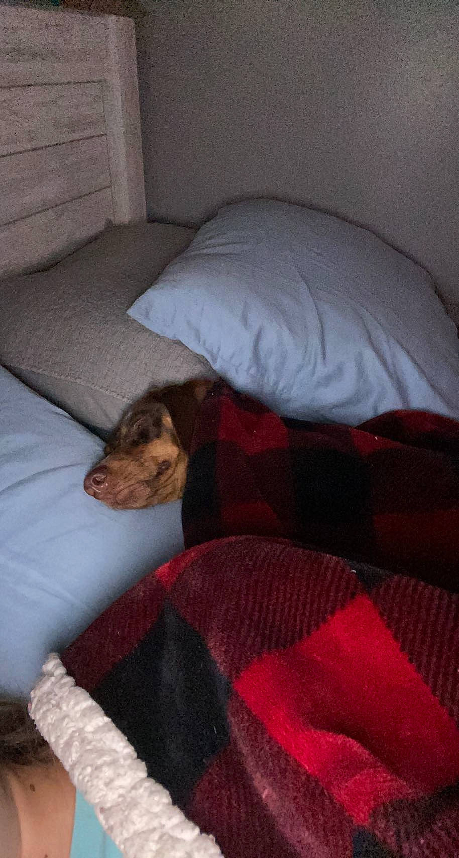 Fatboy is registered to the contest to win money with this photo: bed, bed_sheet, bedding, bedroom, brown, carnivore, comfort, companion_dog, dog, dog_breed, fawn, flooring, hardwood, linens, liver, room, sporting_group, tints_and_shades, wood, working_animal