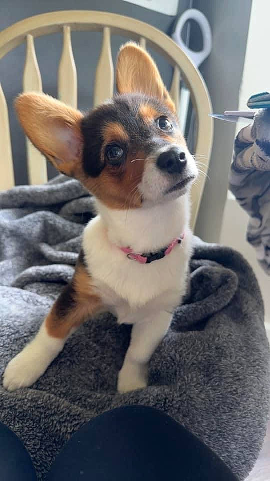 Maggie is registered to the contest to win money with this photo: canidae, carnivore, collar, companion_dog, dog, dog_breed, fawn, fur, snout, sporting_group, terrestrial_animal, toy_dog, whiskers, working_animal