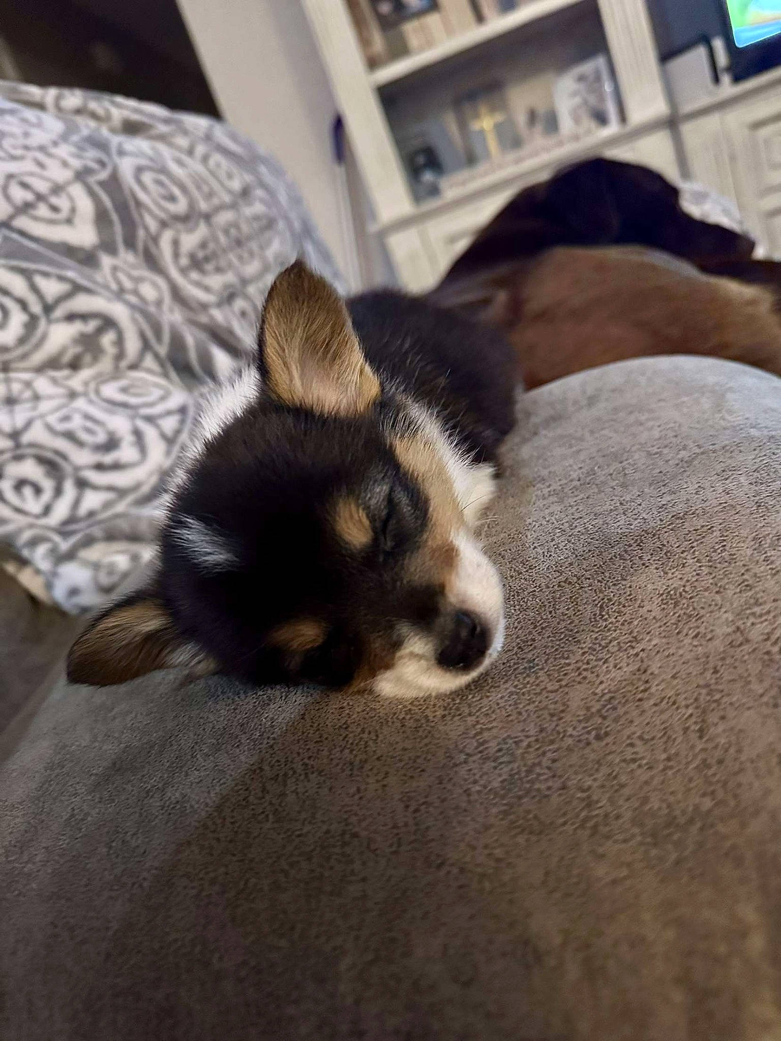 Maggie joined the competition — help win amazing prizes! canidae, carnivore, cloud, comfort, companion_dog, couch, dog, dog_breed, felidae, fur, paw, picture_frame, small_to_medium_sized_cats, snout, sporting_group, tail, terrestrial_animal, whiskers, wood, working_animal