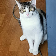 Lucky participe au concours pour gagner de l'argent avec cette photo : animal, cat, cord, curious, cute, domestic, ears, flooring, furniture, gray, household, indoor, looking, mammal, pet, sitting, whiskers, white, wooden_floor, yellow_eyes