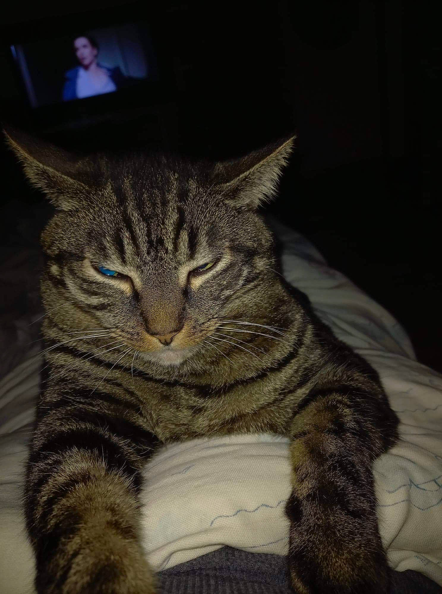 Poussy a rejoint le concours — aidez-le/la à gagner de superbes lots ! carnivore, cat, comfort, domestic_short_haired_cat, felidae, fur, grey, paw, sitting, small_to_medium_sized_cats, snout, terrestrial_animal, whiskers, wildlife