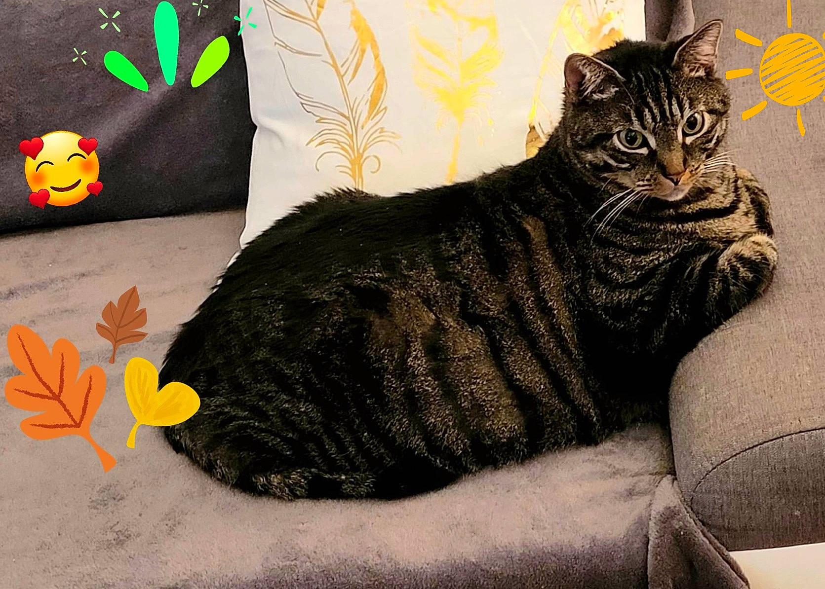 Poussy a rejoint le concours — aidez-le/la à gagner de superbes lots ! art, black_cat, carnivore, cat, comfort, domestic_short_haired_cat, drawing, felidae, fur, illustration, painting, paw, rectangle, sitting, small_to_medium_sized_cats, snout, tail, terrestrial_animal, whiskers, window