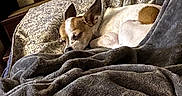 Chloe joined the competition — help win amazing prizes! dog, small_dog, sleeping, resting, white_fur, tan_fur, pointed_ears, animal_face, cozy, blanket, bed, floral_bedding, indoors, bedroom, portrait, relaxed, snuggled, warm_lighting, pet, nap