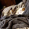 dog, small_dog, sleeping, resting, white_fur, tan_fur, pointed_ears, animal_face, cozy, blanket, bed, floral_bedding, indoors, bedroom, portrait, relaxed, snuggled, warm_lighting, pet, nap