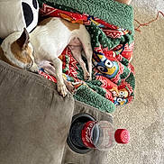 Chloe is registered to the contest to win money with this photo: dog, sleeping, small_dog, sofa, blanket, holiday_blanket, colorful, cozy, indoors, living_room, carpet, couch, pet, nap, relaxed, brown_and_white, smooth_coat, pillow, soda_bottle, cup_holder