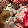 Chloe joined the competition — help win amazing prizes! dog, puppy, sleeping, curled_up, brown_and_white, small_dog, jack_russell_terrier, pet, indoors, bed, blanket, cozy, nap, resting, floral_pillow, colorful, fleece, bedroom, relaxed, portrait