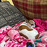 Chloe is registered to the contest to win money with this photo: dog, chihuahua, small_dog, sleeping, resting, curled_up, brown_and_white, pet, animal, couch, blanket, pink_blanket, remote_control, living_room, indoor, cozy, portrait, close_up, textile, home