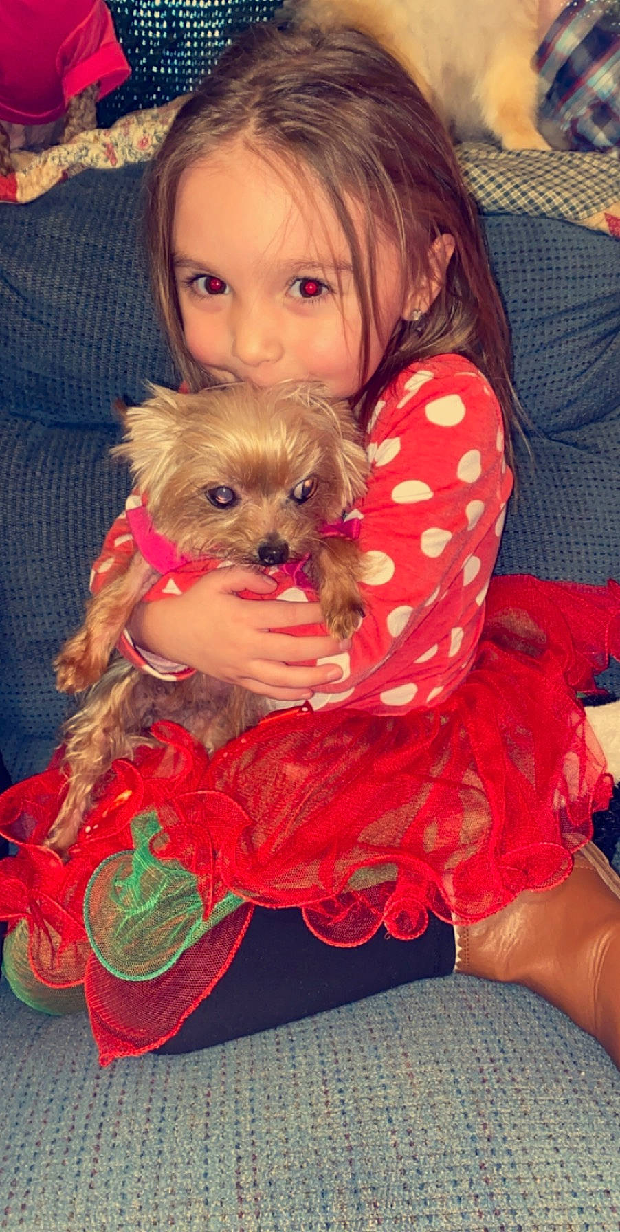 Taliah joined the competition — help win amazing prizes! canidae, carnivore, cavachon, chinese_imperial_dog, companion_dog, dog, dog_breed, dog_clothes, fawn, maltepoo, morkie, person, pomeranian, puppy, puppy_love, shih_tzu, skin, terrier, toy_dog, yorkipoo