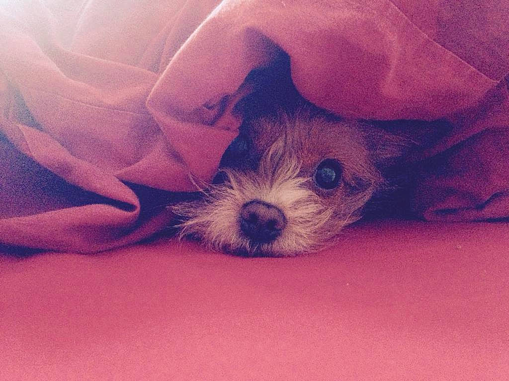 Houpette a rejoint le concours — aidez-le/la à gagner de superbes lots ! canidae, carnivore, cloud, comfort, companion_dog, dog, dog_breed, fawn, fur, liver, meteorological_phenomenon, paw, sky, small_terrier, snout, sporting_group, terrier, toy_dog, whiskers, working_animal