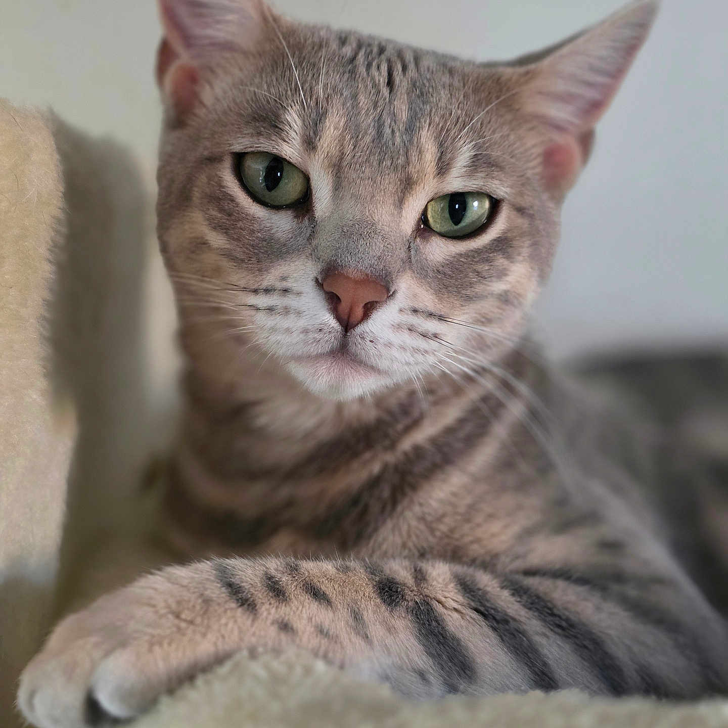 Arya participe au concours pour gagner de l'argent avec cette photo : cat, feline, tabby, striped, green_eyes, close_up, portrait, whiskers, ears, nose, paw, fur, pet, indoor, cozy, lounging, relaxed, couch, soft_lighting, photography