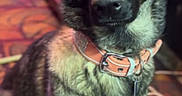 Alaska joined the competition — help win amazing prizes! accessories, animal, bodypart, canine, collar, coyote, dog, germanshepherd, hound, husky, leash, mouth, person, pet, policedog, puppy, snout, strap