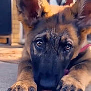 Alaska joined the competition — help win amazing prizes! german_shepherd, puppy, dog, close_up, lying_down, paws, ears, tongue, outdoor, blurred_background, curious, adorable, animal, pet, young_dog, portrait, face, brown, black, fur