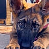 german_shepherd, puppy, dog, close_up, lying_down, paws, ears, tongue, outdoor, blurred_background, curious, adorable, animal, pet, young_dog, portrait, face, brown, black, fur