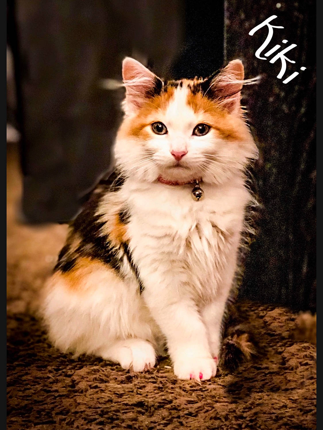 Kiki is registered to the contest to win money with this photo: art, carnivore, cat, claw, companion_dog, domestic_short_haired_cat, fawn, felidae, fur, grass, paw, photo_caption, sitting, small_to_medium_sized_cats, snout, tail, terrestrial_animal, whiskers, window