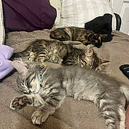 Grey Cricket Jynx joined the competition — help win amazing prizes! animal, bed, blanket, cat, cozy, cute, domestic_animal, feline, fur, home, indoor, kitten, pet, pillows, relaxation, resting, sleeping, soft, striped, tabby
