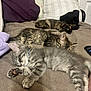 animal, bed, blanket, cat, cozy, cute, domestic_animal, feline, fur, home, indoor, kitten, pet, pillows, relaxation, resting, sleeping, soft, striped, tabby