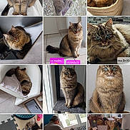 Tika a rejoint le concours — aidez-le/la à gagner de superbes lots ! cat, kitten, fluffy, long_hair, brown, tabby, pet, animal, collage, photo_grid, portrait, sitting, lying_down, basket, chair, indoors, home, holiday, gifts, calendar
