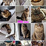 cat, kitten, fluffy, long_hair, brown, tabby, pet, animal, collage, photo_grid, portrait, sitting, lying_down, basket, chair, indoors, home, holiday, gifts, calendar