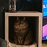 Tika participe au concours pour gagner de l'argent avec cette photo : cat, fluffy_cat, long_hair, animal, pet, sitting, indoors, wooden_shelf, cubicle, furniture, home_decor, clock, sculpture, panther, television, storage_bins, blanket, portrait, direct_gaze, cozy