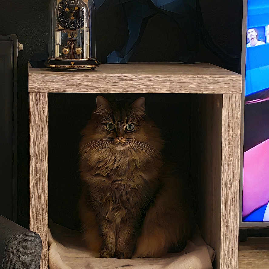 Tika participe au concours pour gagner de l'argent avec cette photo : cat, fluffy_cat, long_hair, animal, pet, sitting, indoors, wooden_shelf, cubicle, furniture, home_decor, clock, sculpture, panther, television, storage_bins, blanket, portrait, direct_gaze, cozy